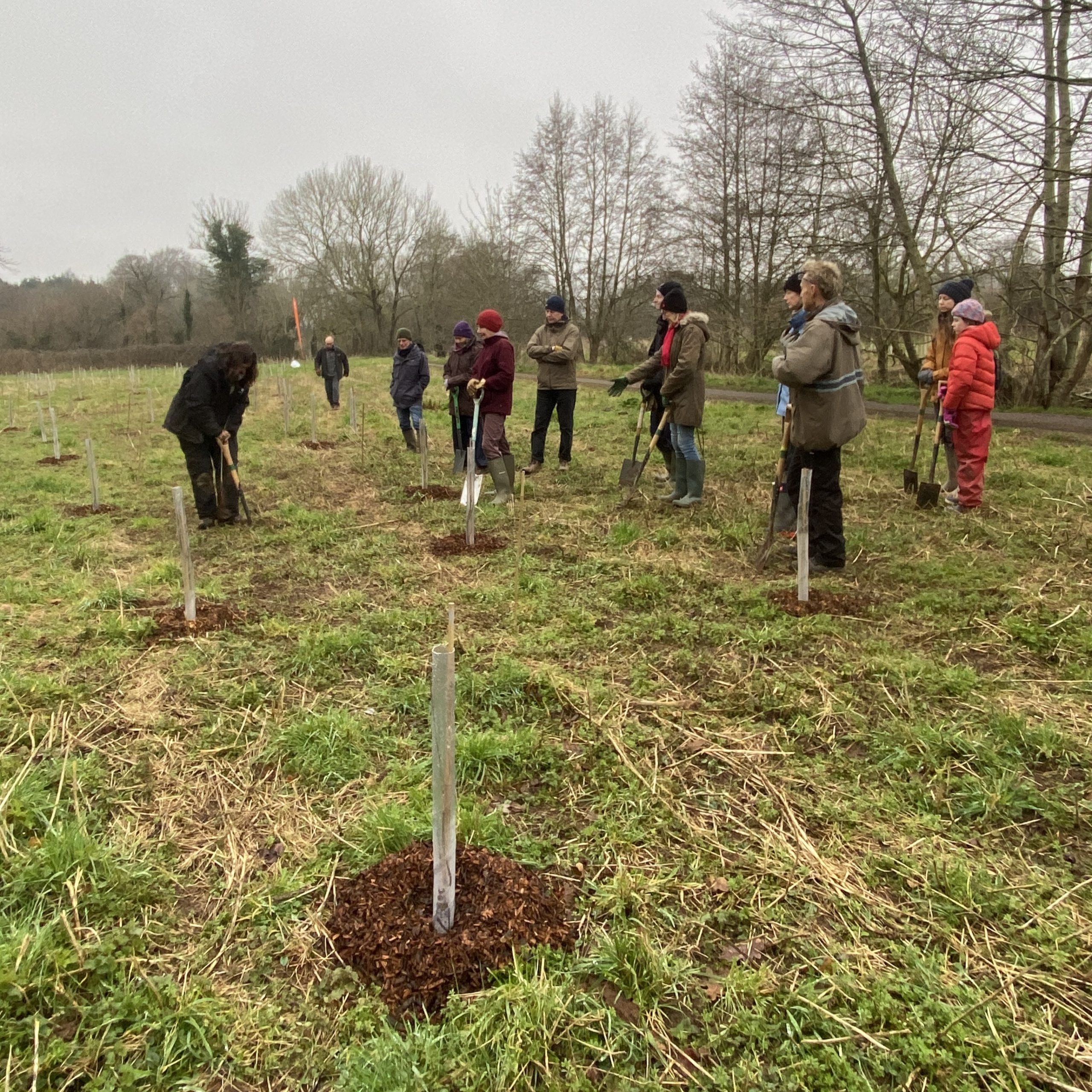 A group of people watch a woman planting a tree.