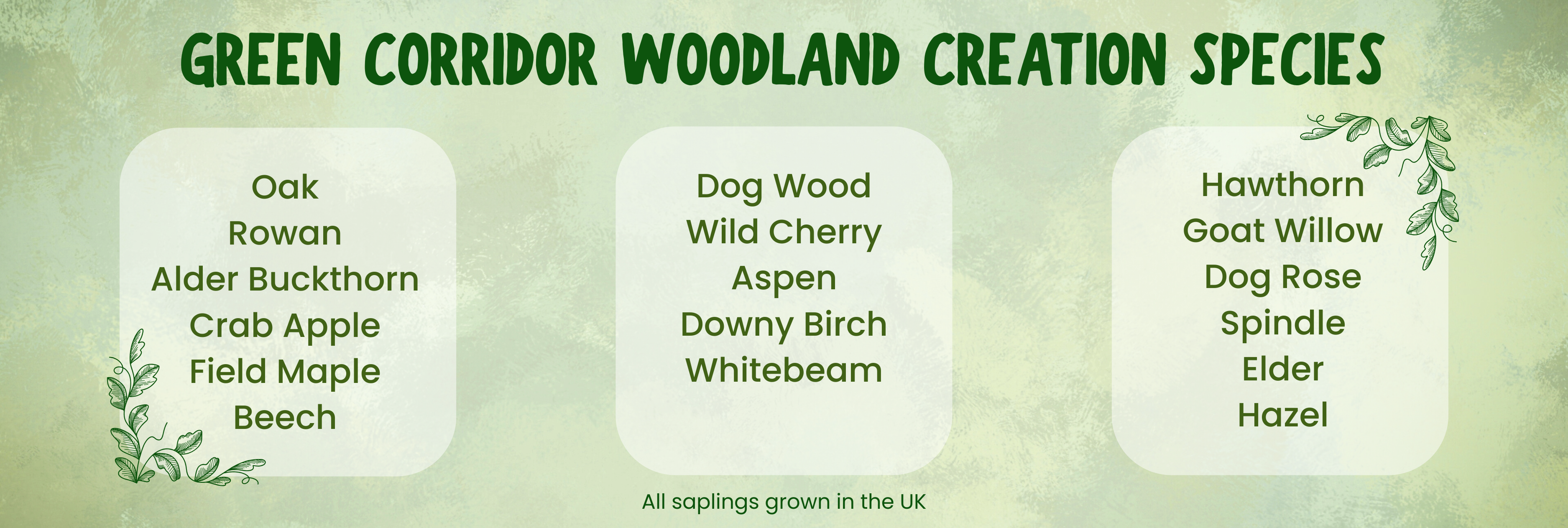 Green Corridor Woodland Creation Species. Oak, rowan, alder buckthorn, crab apple, field maple, beech. dog wood, wild cherry, aspen, downy birch, whitebeam, hawthorn. goat willow, dog rose, spindle, elder, hazel. All saplings grown in the UK.
