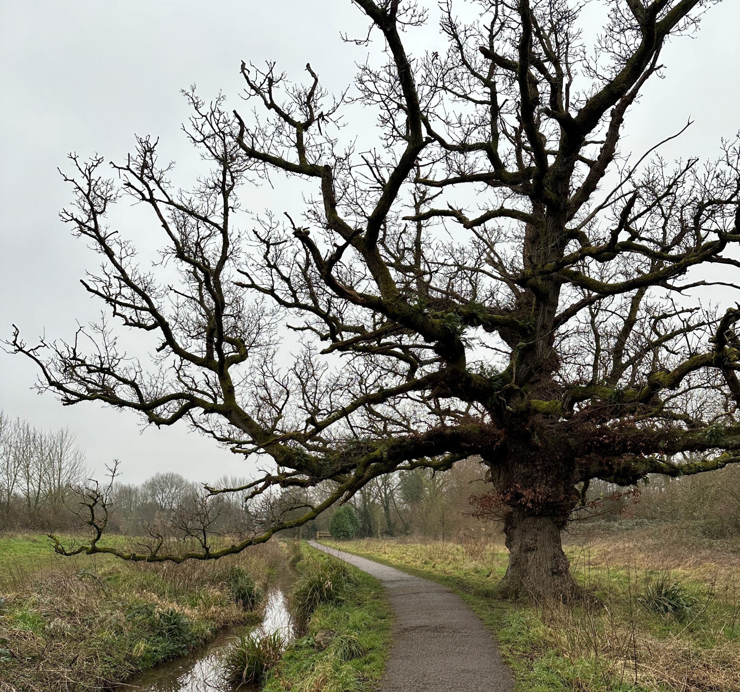 An ancient oak tree.