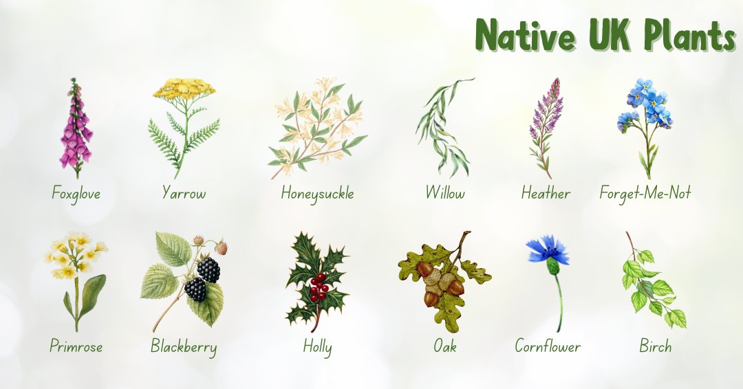 Native Uk Plants. Foxglove, yarrow, honeysuckle, willow, heather, forget-me-not, primrose, blackberry, holly, oak, cornflower, birch.