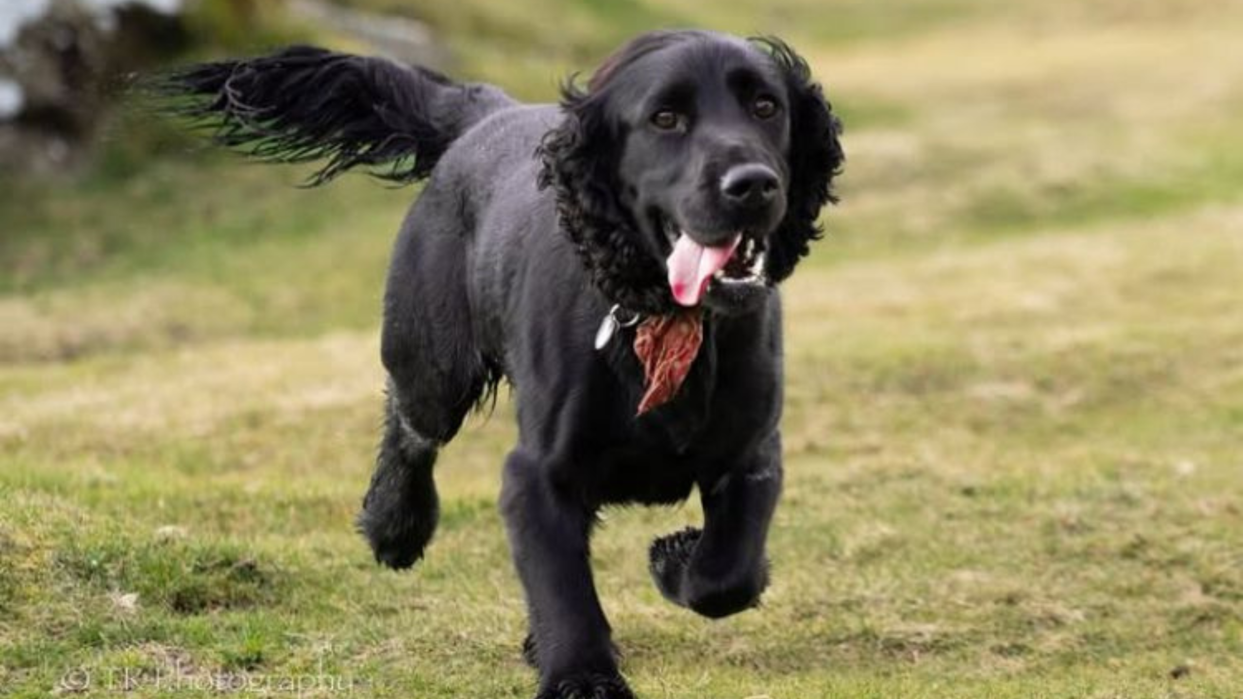A dog running with its tongue out.