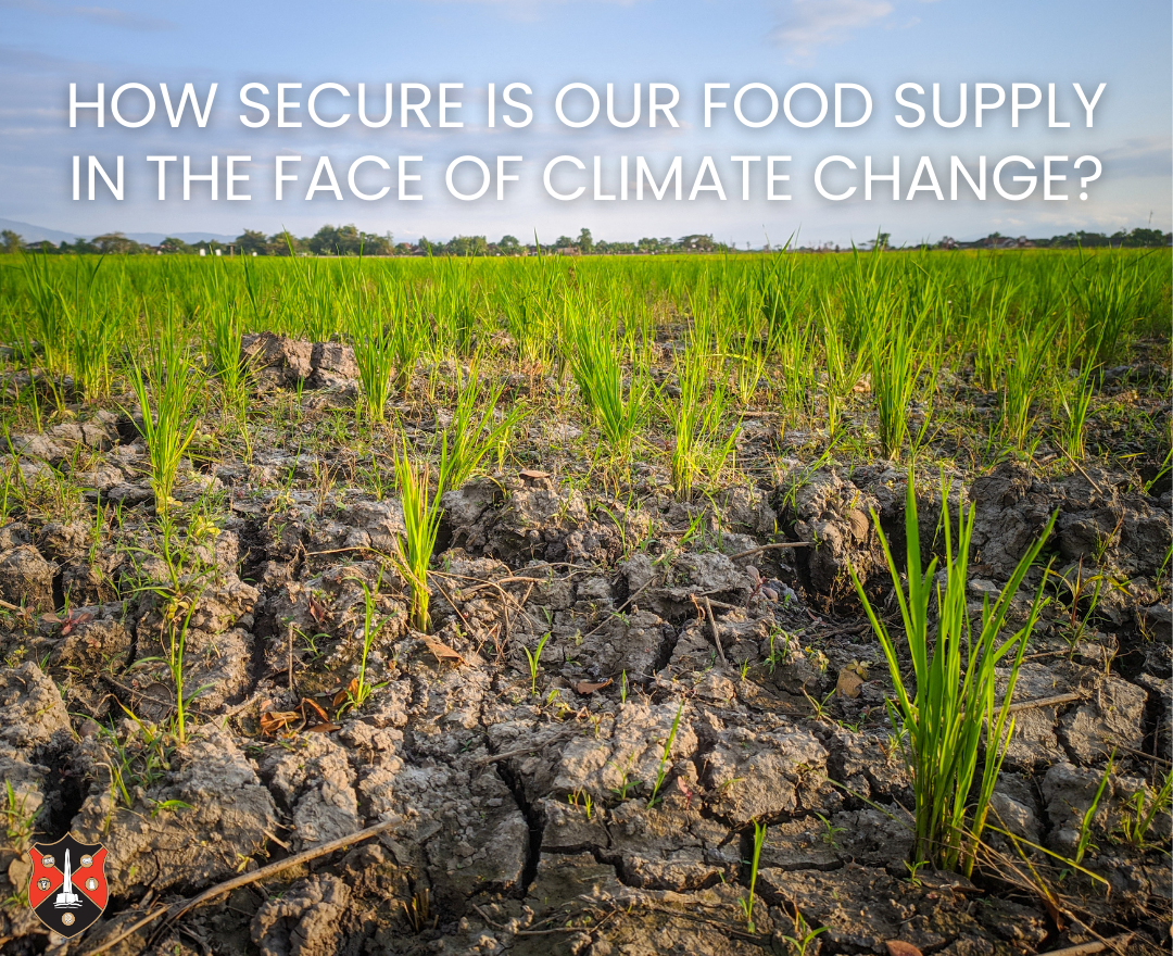 How secure is our food supply in the face of climate change? A few crops can be seen growing out of dry, cracked earth.